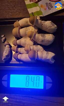 Cute Albino Penis Envy mushrooms harvest