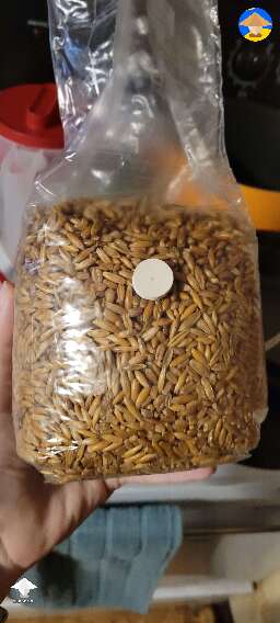 I inoculated whole oats in a bag a few days ago with Amazonian and have seen 0 signs of life. Should i increase ambient temperature? It is cold in the house, so my only theory is low temp