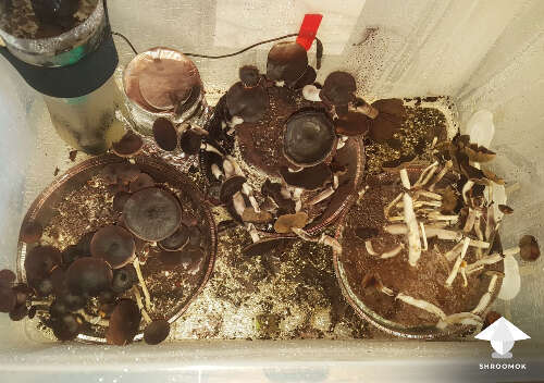 Spores on mushroom cake
