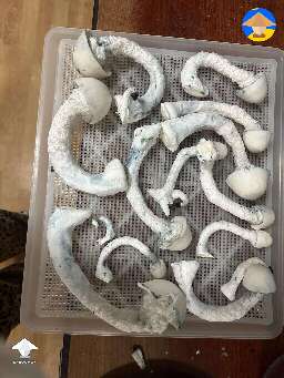 Flush 2 of Rodger Rabbit magic mushrooms