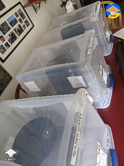 Bucket tek. Inoculated 5 different types of oyster mushrooms #3