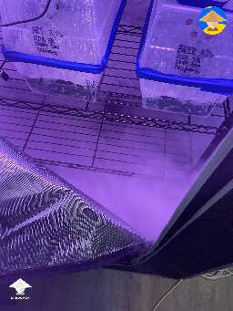 Dub tubs in grow tent and the fogger maintain humidity #2