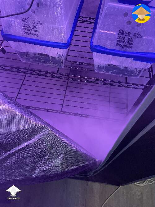 Dub tubs in grow tent and the fogger maintain humidity #2