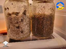 Experiment - syringe filter vs the filter patch for spawn jars #2