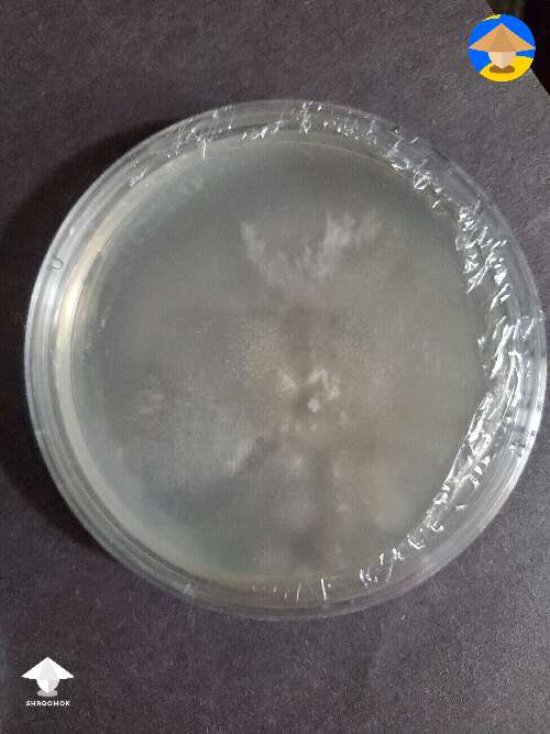 First try at agar. Now I know my SAB worked