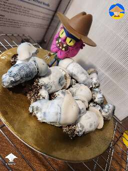 Shroom theatre TAT Smurf mushrooms