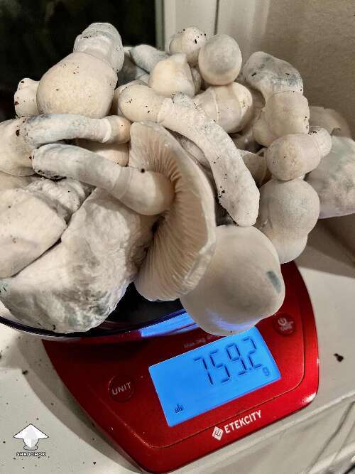 Pearly Gates mushroom harvest - 2nd flush - 3.675 oz dry - by mmcewan