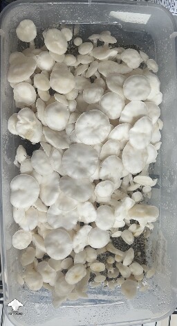 Pearly Gates mushrooms