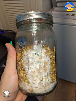 Early trichoderma green mold contamination? Or healthy?