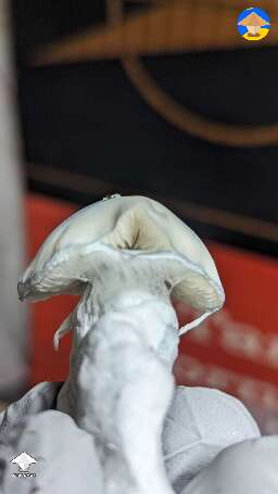 Picked fatty Jack Frost mushrooms #7