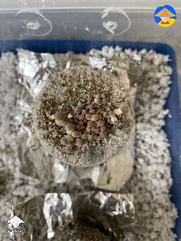 My third flush is coming out of the top of my cake. It will absolutely hit the lid of my tub