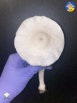Avery’s Albino shroom from today's harvest