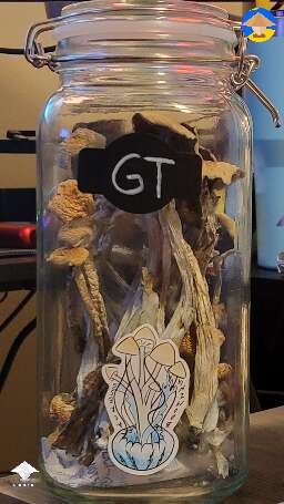Golden teacher mushroom harvest #6