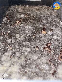 Saw some slight yellowing. Mycelium piss? Any thoughts?