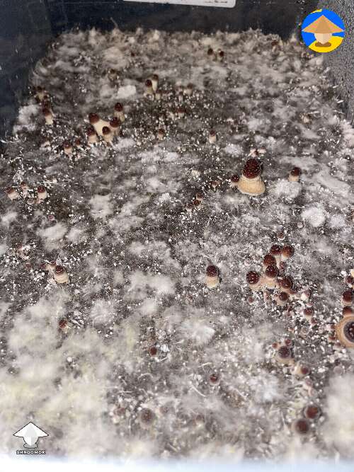 Saw some slight yellowing. Mycelium piss? Any thoughts?