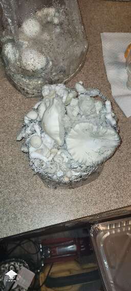 STAKZ mushrooms ready for harvesting