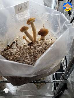 Pioppino mushrooms compared to yesterday. Lots of aborts, but a handful of decent fruits