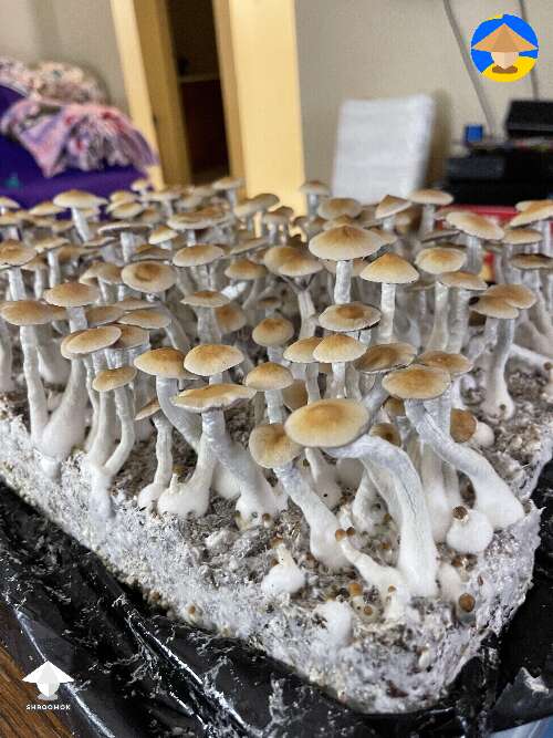 P. Cubensis Koh Samui mushrooms from multispore