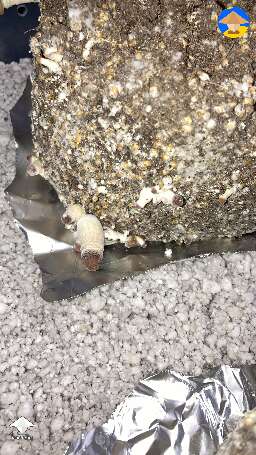 First time grower. How do they look? Details in the description #4