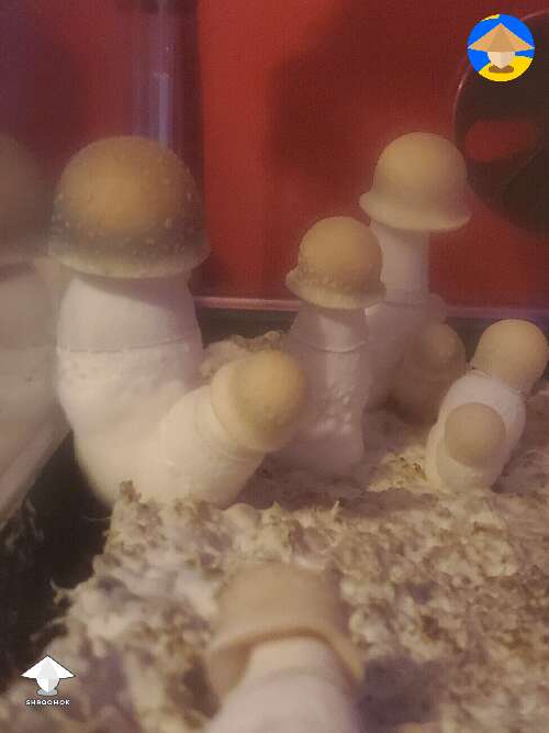 APE mushrooms fruiting in monotub