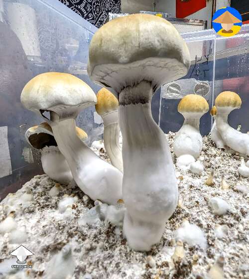 Final flush of Tidal Wave magic mushrooms