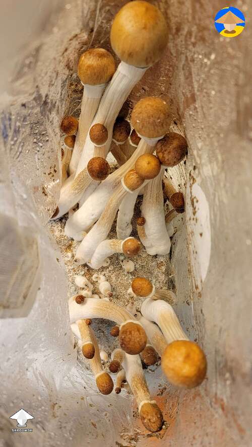 Golden teacher mushroom harvest #3