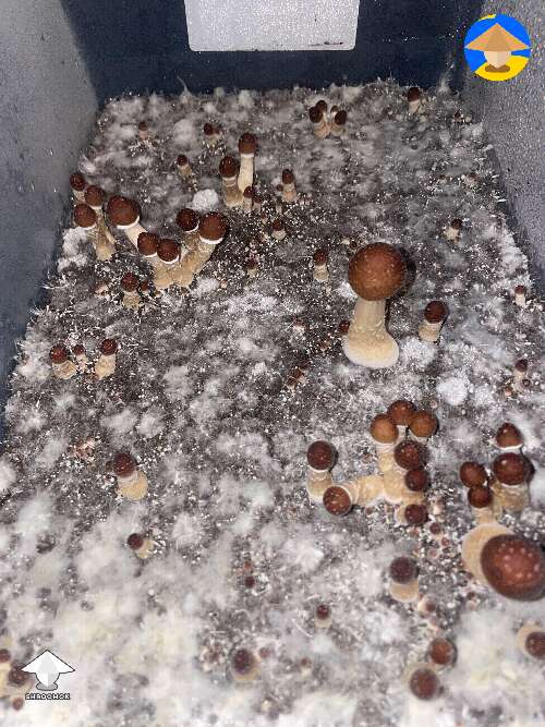 Older grows after pinning formed #2