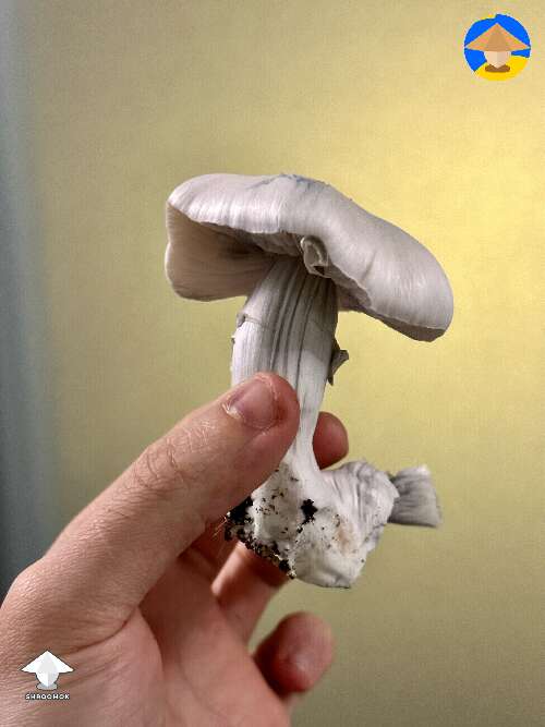My first magic mushroom Jack Frost