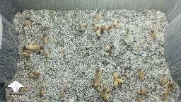 Love watching them grow for my first time Penis Envy mushrooms