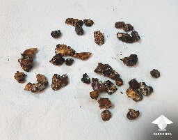 Sclerotia harvesting small magic truffles