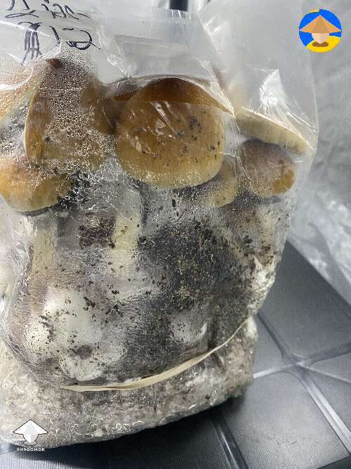 JEDIs mushrooms - Jedi Mind F*ck - bag tek growing