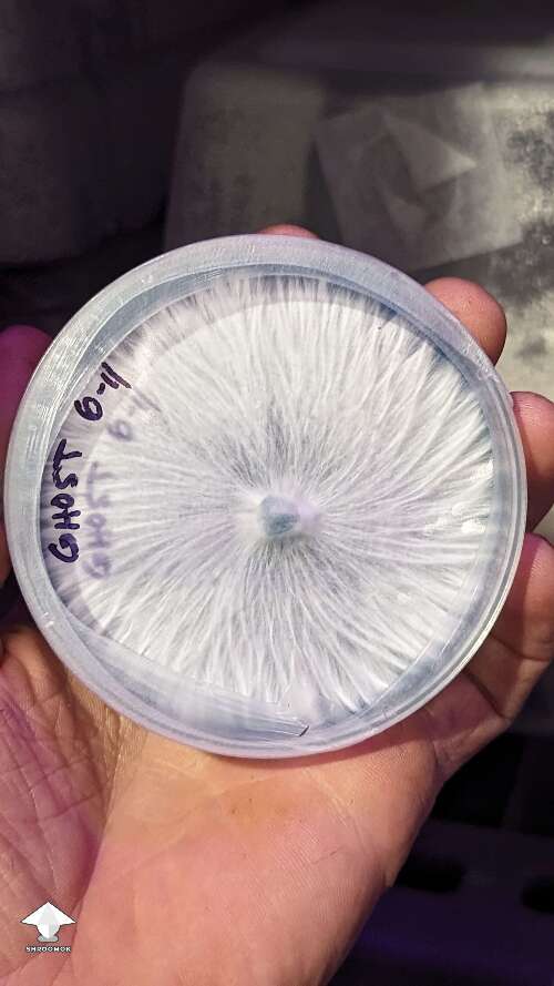 Beautiful mycelium growth on agar - forever amazed at how uniform nature can be #2