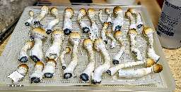 Harvested Tidal Wave flush #4