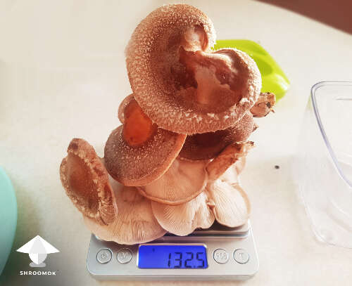 Shiitake harvest yield