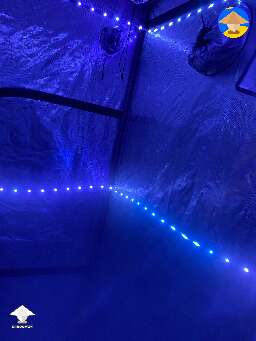 Fruiting conditions for shrooms in grow tent 