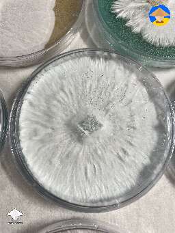 Mycelium agar plate