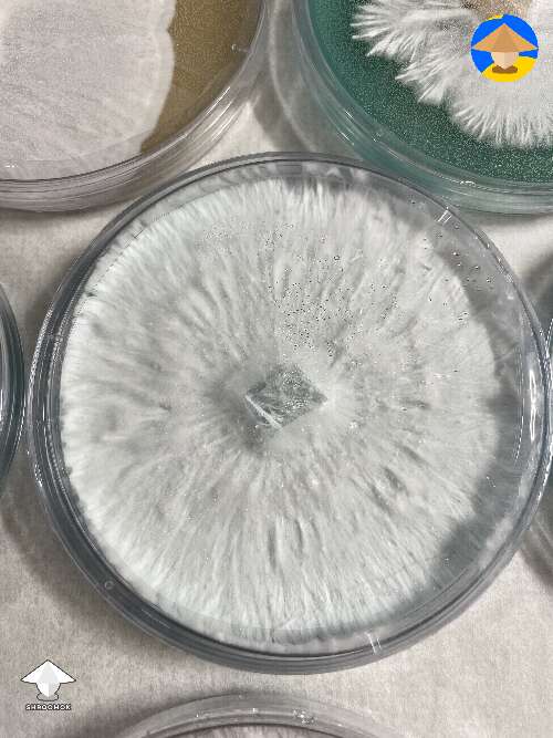 Mycelium agar plate