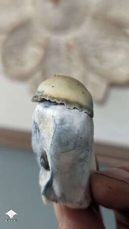 Harvested Bluey Vuitton mushrooms #7
