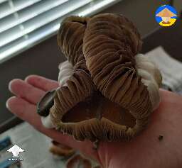 KSSS - Koh Samui Super Strain cool mutated mushrooms