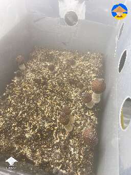 3rd flush and still going strong!! Loving this JMF strain!
