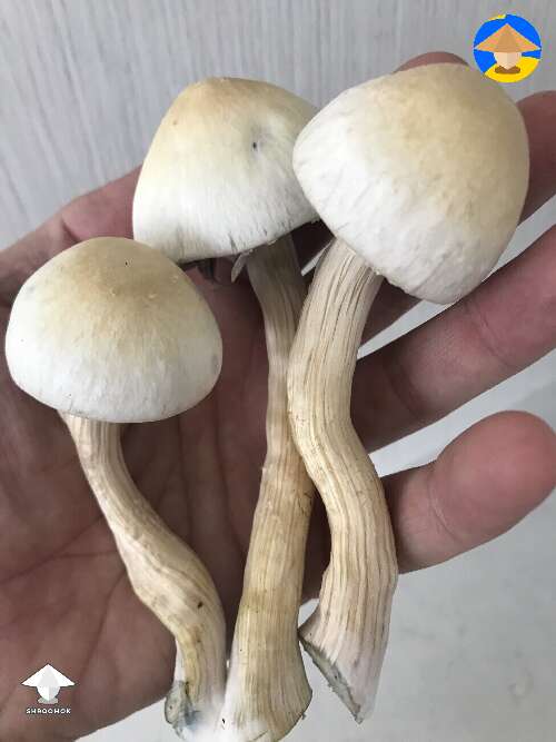 Shrooms from the 5th flush