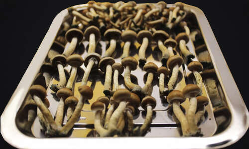 Drying psilocybe mushrooms process