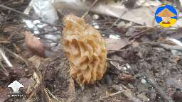 Wild morchella