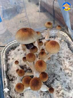 Cambodians magic mushrooms #2