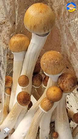 Golden teacher fruiting in the bag