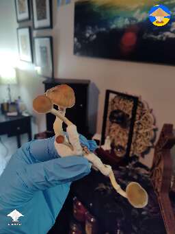 Alacabenzi shroom babies