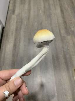 This cap is so perfect. Love the color. Burma strain