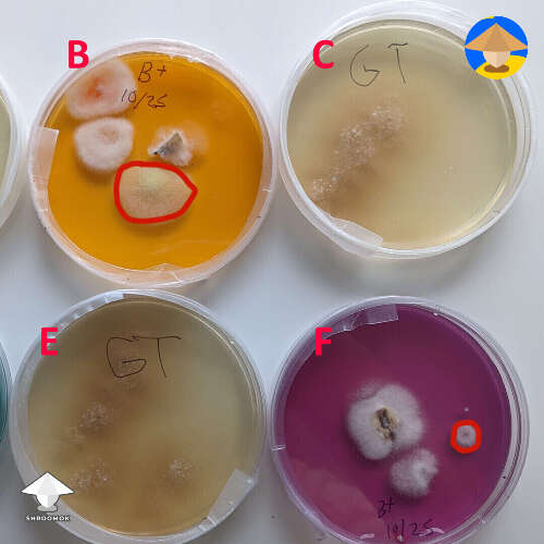 Red circles here - I can't say 100% contaminated, just questionable