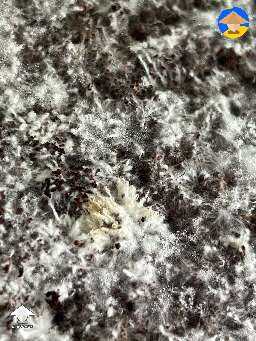 Metabolites or contam?