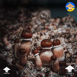Golden Teacher magic mushroom photoshoot #2